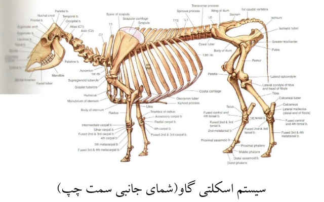 آناتومی گاو