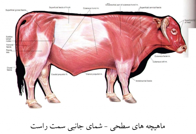 آناتومی گاو