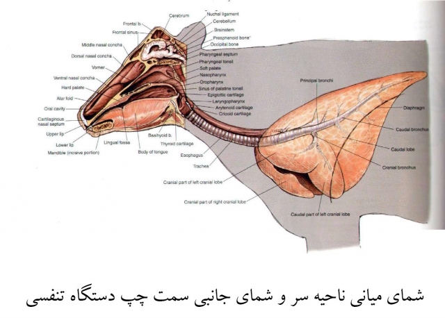 آناتومی گاو