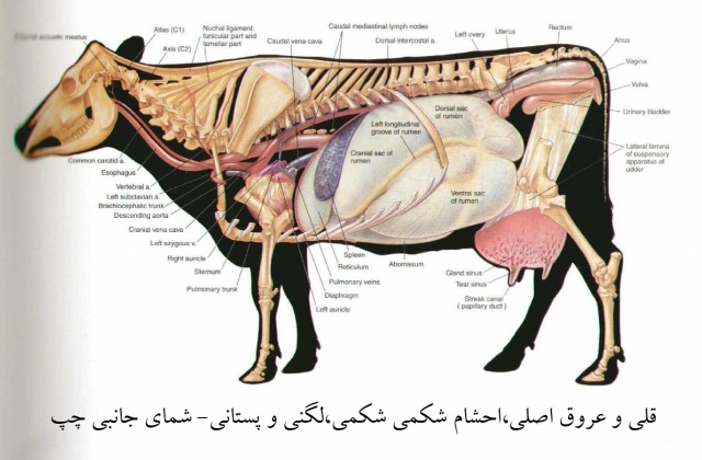 آناتومی گاو
