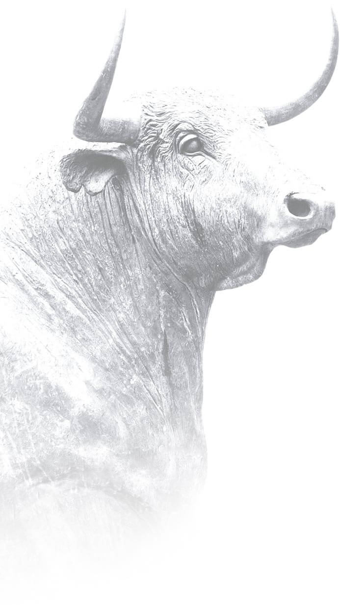 ecobeef-ourfarm-bull-bg